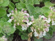 Teucrium pyrenaicum