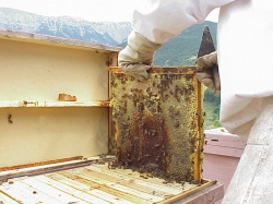 Ver informaci�n sobre los cursos