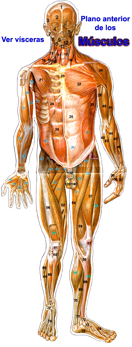 M�sculos (Plano anterior)