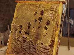 Ver informaci�n sobre los cursos inminentes