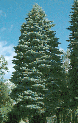 Abies concolor Lindl