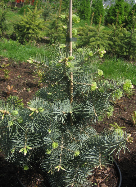 Abies concolor Lindl