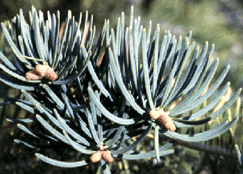 Abies concolor Lindl