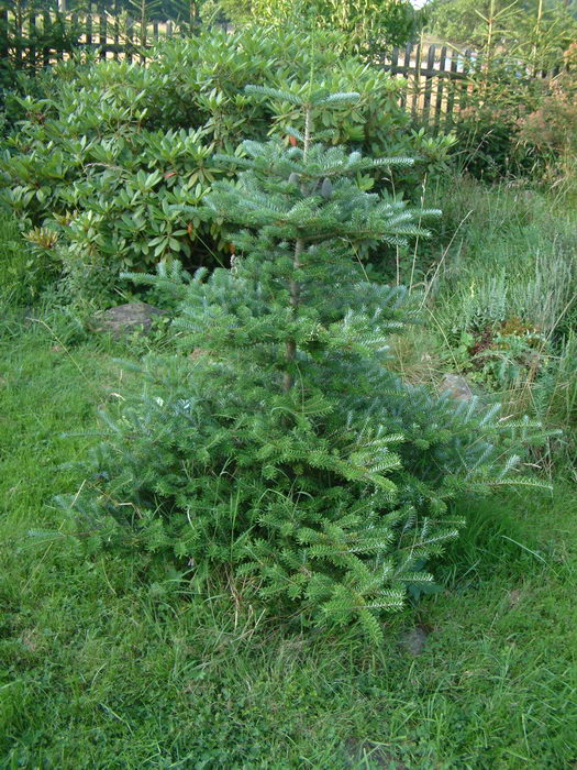 Abies koreana wils