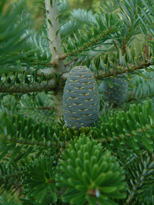 Abies koreana wils