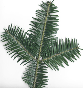 Abies Nordmanniana Spach