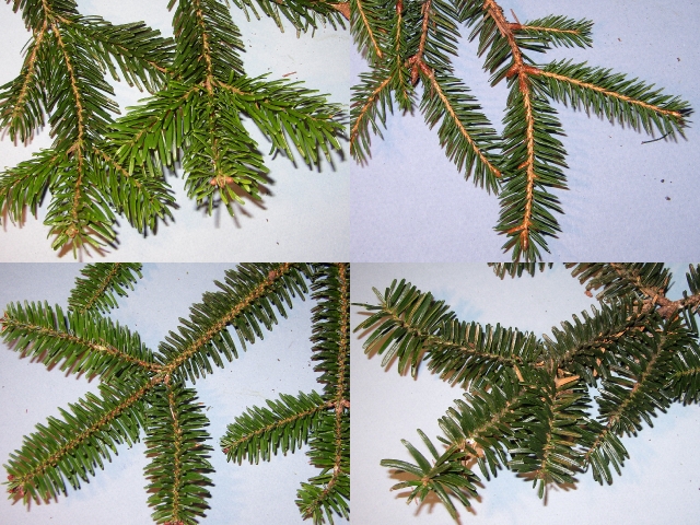 Abies Nordmanniana Spach