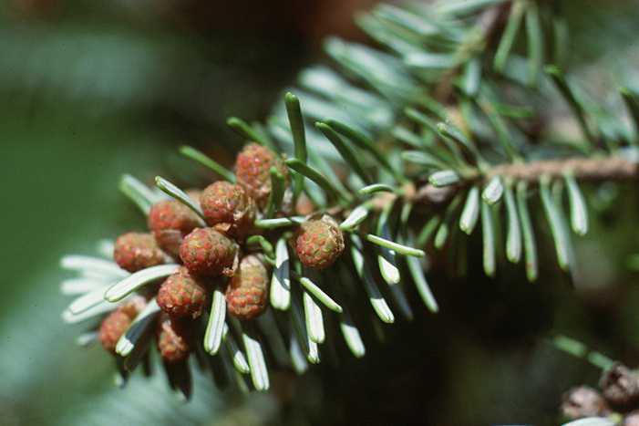 abeto de Veitch