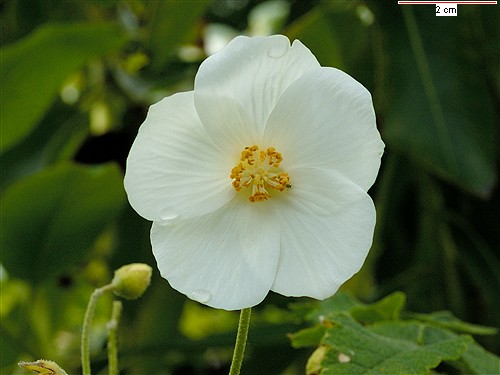 abutilon