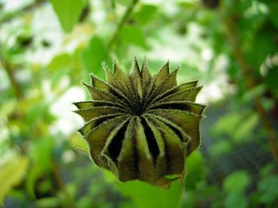 abutilon de la india