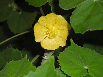abutilon de la india