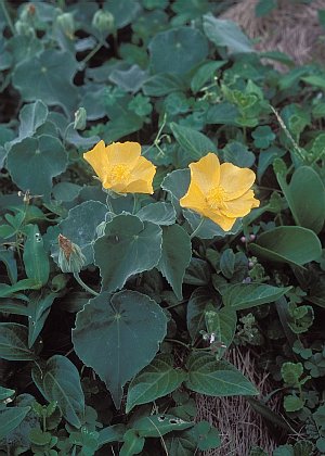 abutilon de la india
