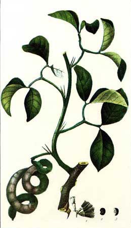 abutilon de la india