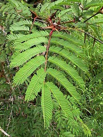acacia