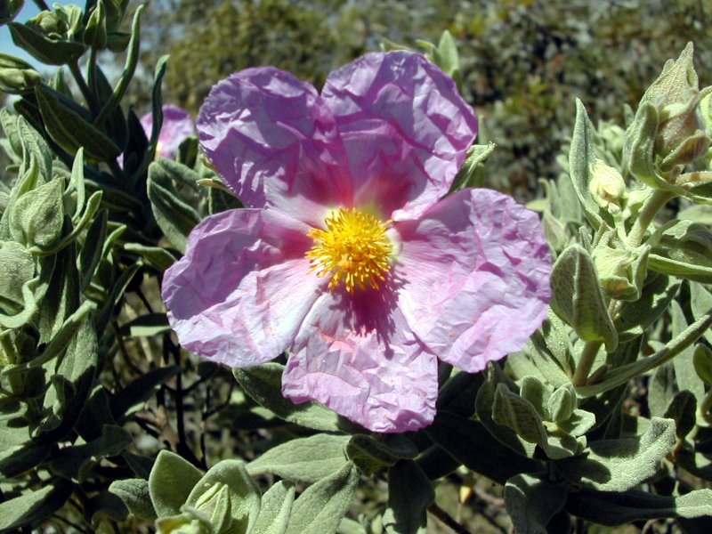 Cistus_albidus.jpg