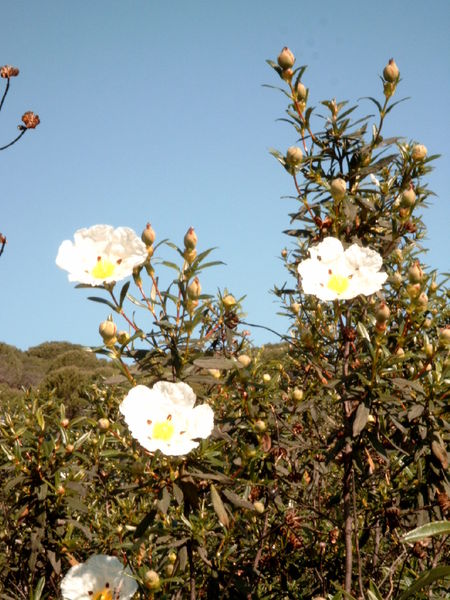 Cistus_ladanifer.jpg