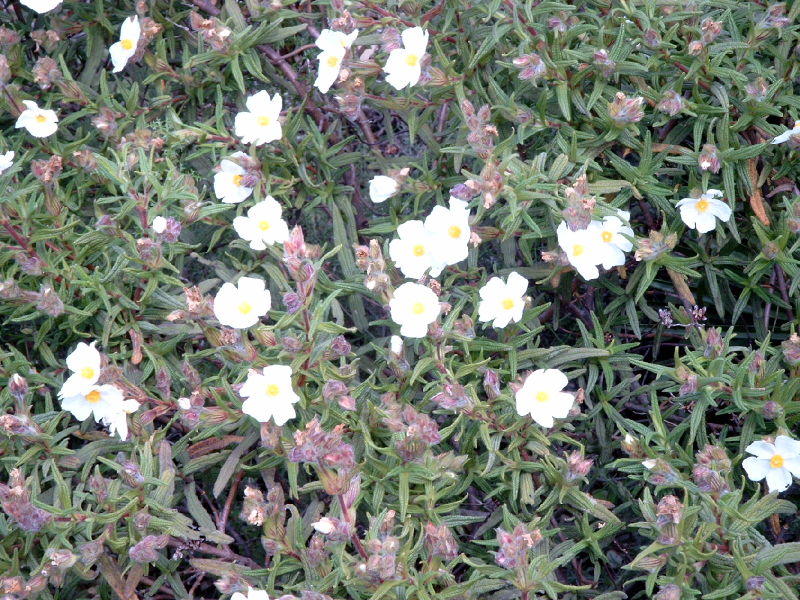 Cistus_monspeliensis.jpg