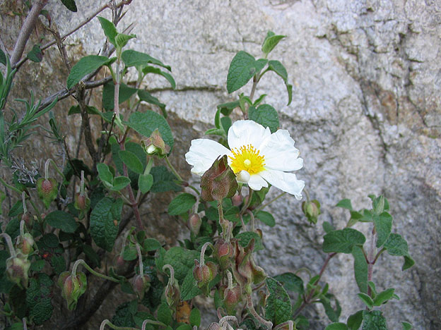 Cistus_salvifolius.jpg