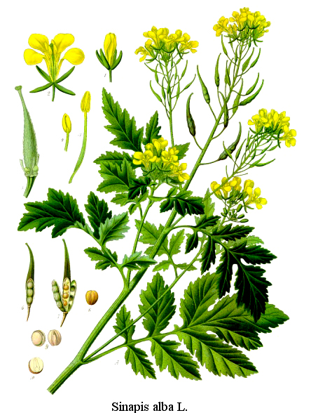 White Mustard (Sinapis alba)