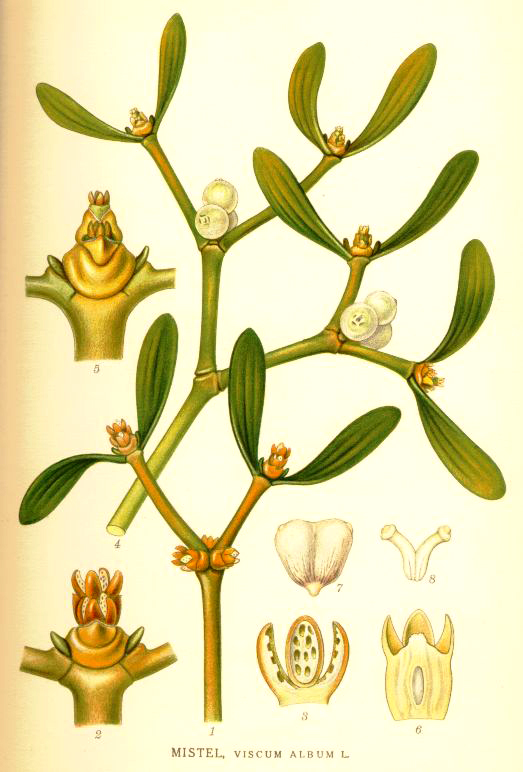 White Mustard (Sinapis alba)