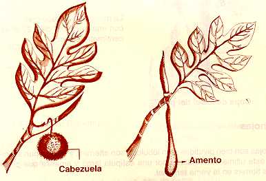 arepan5.jpg (16703 bytes)