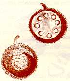 arepan6.jpg (5046 bytes)
